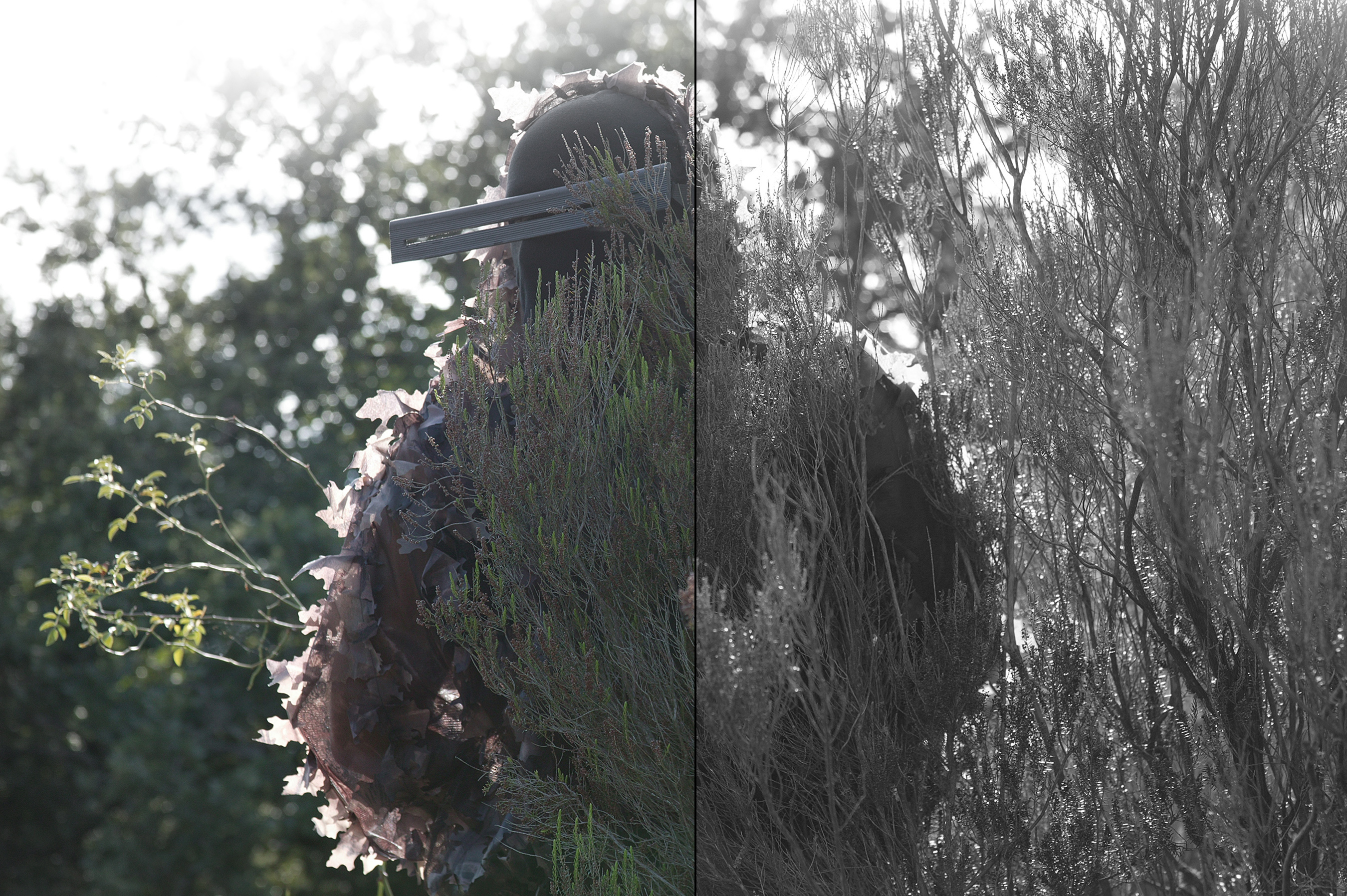 Grande image du caméléon_2 camouflé 2