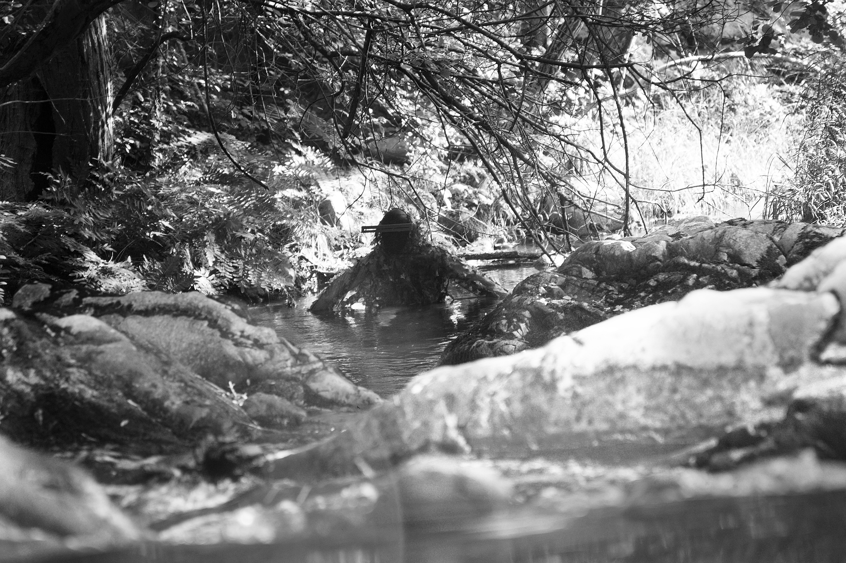 Grande image du caméléon_2 camouflé 3