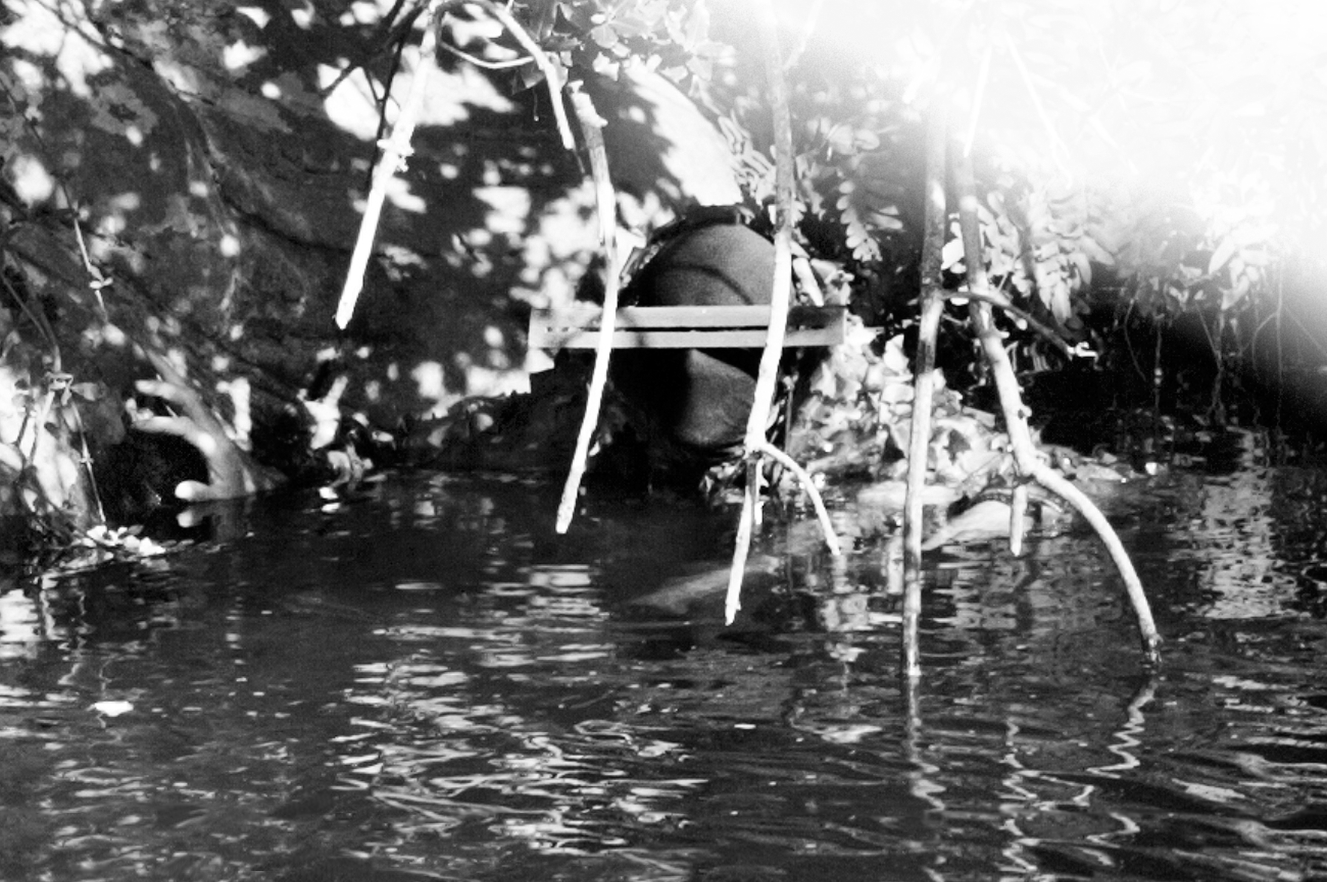 Grande image du caméléon_2 camouflé 4