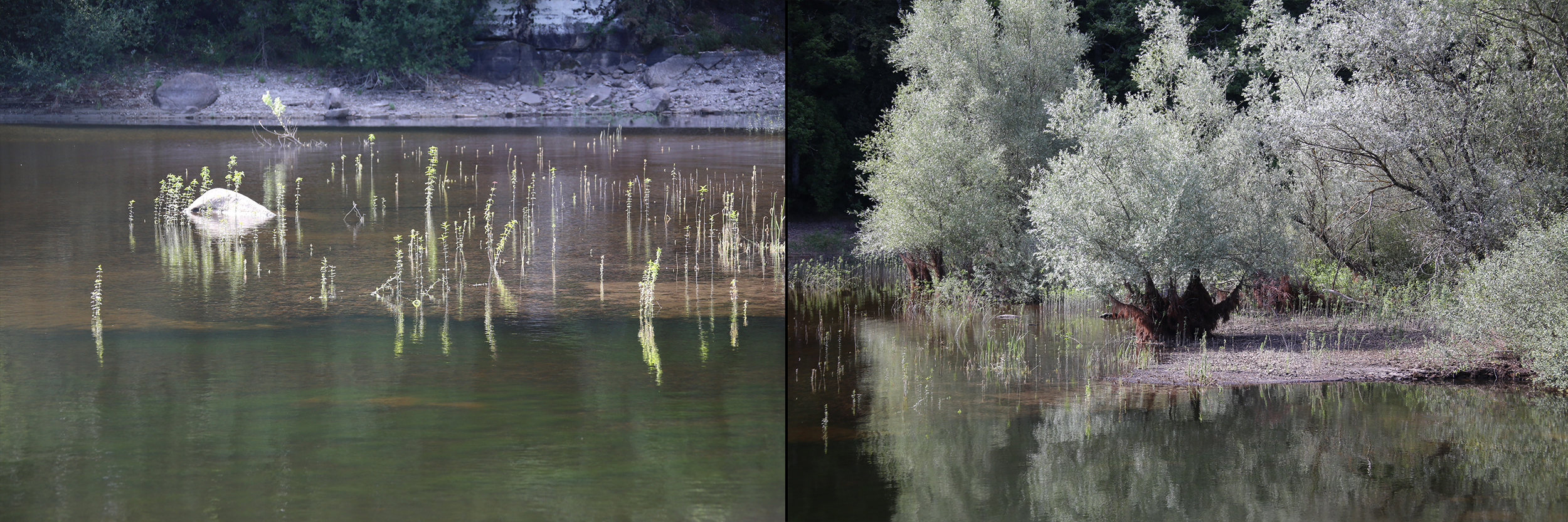 Photo d'un ruisseau proche du lac du Lampy, jonquilles sauvages en fleurs.